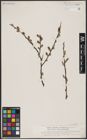 Foto von Salix aurita L.